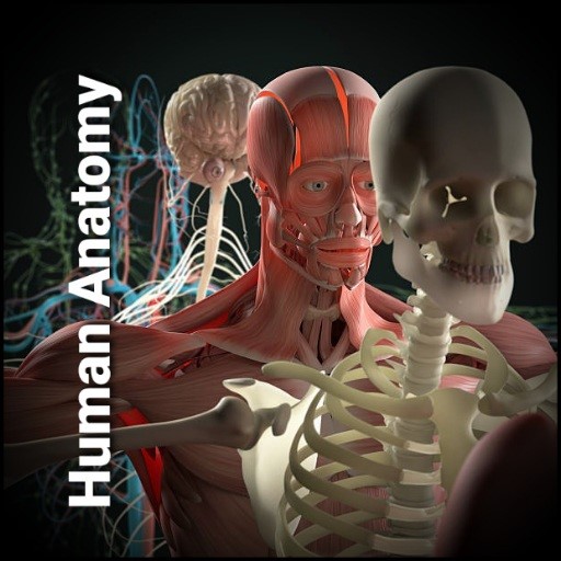 3D Human Anatomy Pro